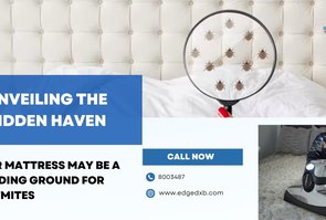 Unveiling the Hidden Haven: Your Mattress, A Breeding Ground for Dust Mites