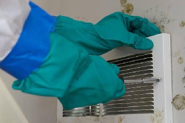Mold Removal & Remediation